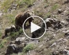جمله عجیب چوپان کرمانشاهی به خرس: نترس!